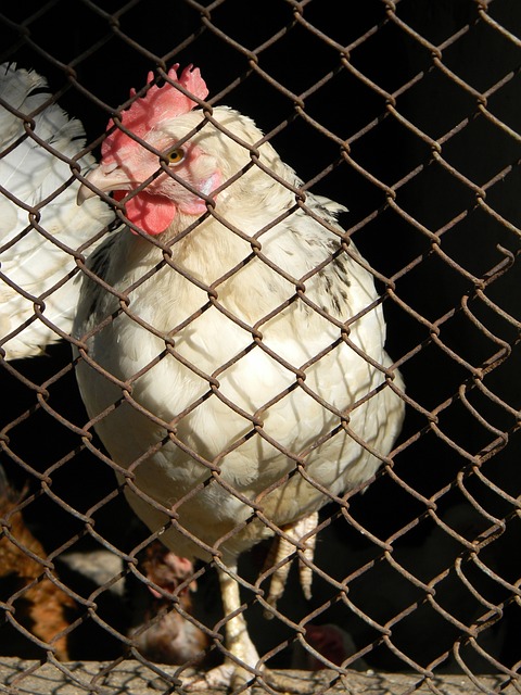 采用了无传 采用了无传